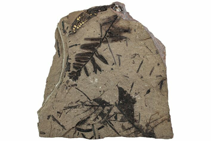 Fossil Leaf Plate - McAbee, BC #226082